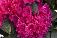 Rhododendron williamsianum 'August Lamken' Topfgröße 5 Liter, Höhe 30-40cm