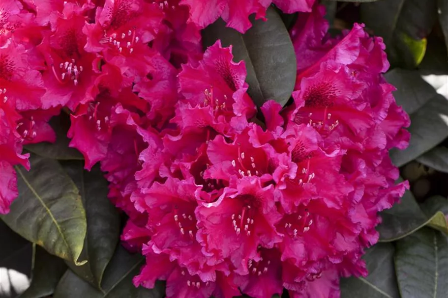 Rhododendron williamsianum 'August Lamken' Topfgröße 5 Liter, Höhe 30-40cm