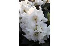 Rhododendron taliense 'Honigduft' Topfgröße 10 Liter