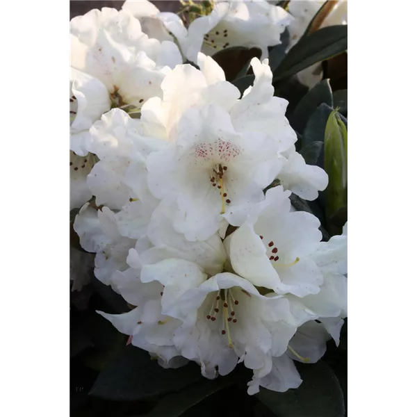 Rhododendron taliense 'Honigduft'