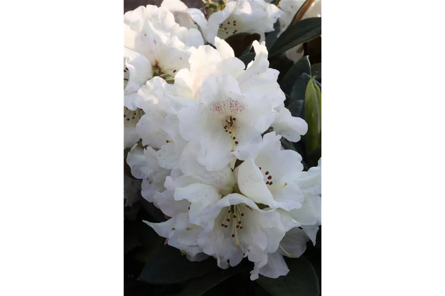 Rhododendron taliense 'Honigduft' Topfgröße 10 Liter