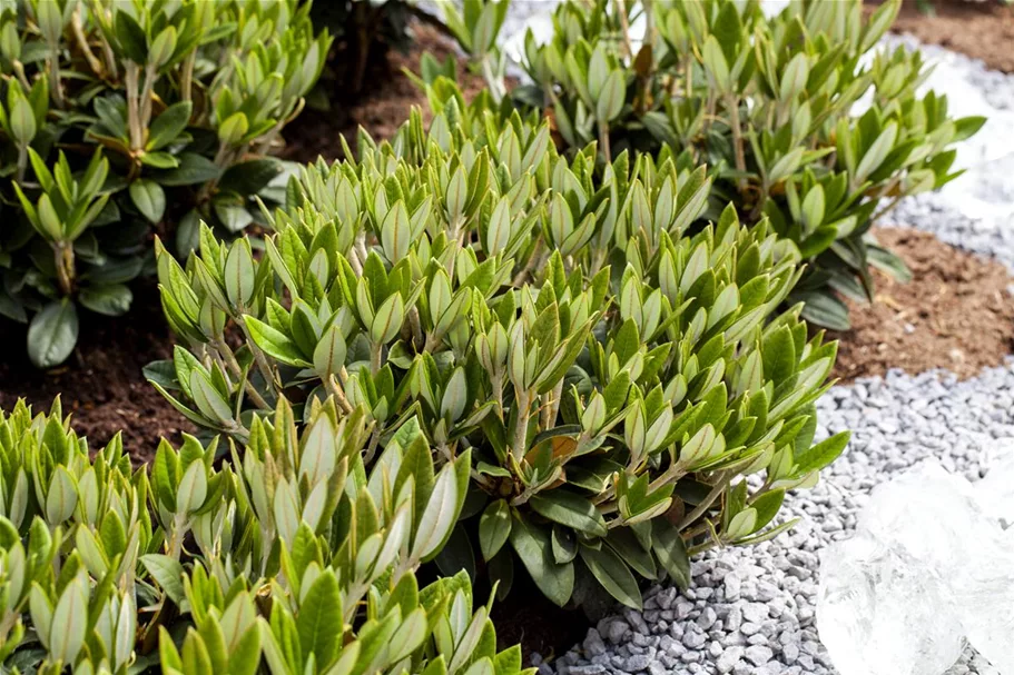 Rhododendron taliense 'Honigduft' Topfgröße 10 Liter