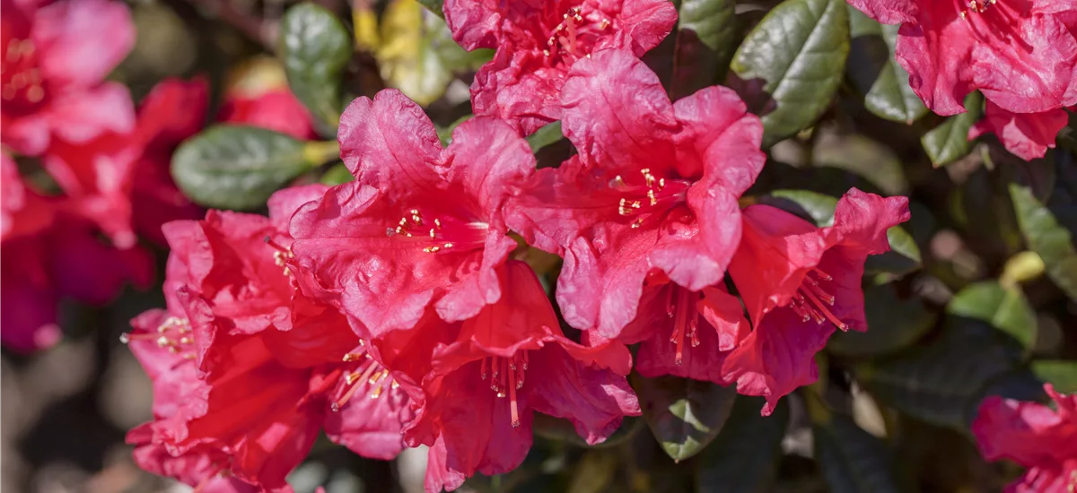 Rhododendron repens 'Abendrot' Topfgröße 2,3 Liter