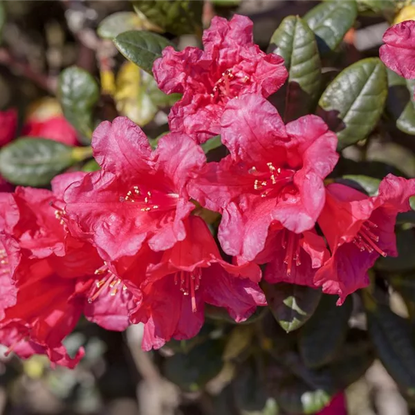 Rhododendron repens 'Abendrot' 