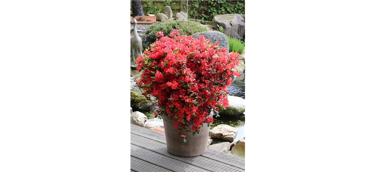 Rhododendron obtusum 'Stewartstonian' Topfgröße 20 Liter, Höhe 50-60cm