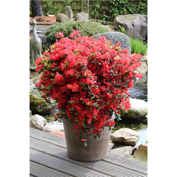 Rhododendron obtusum 'Stewartstonian' 