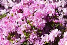 Rhododendron obtusum 'Negligé'® (S) Topfgröße 2,3 Liter