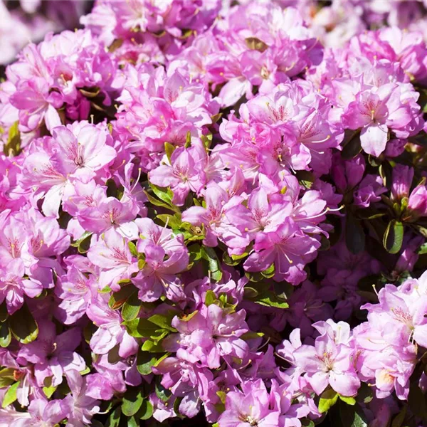 Rhododendron obtusum 'Negligé'® (S)