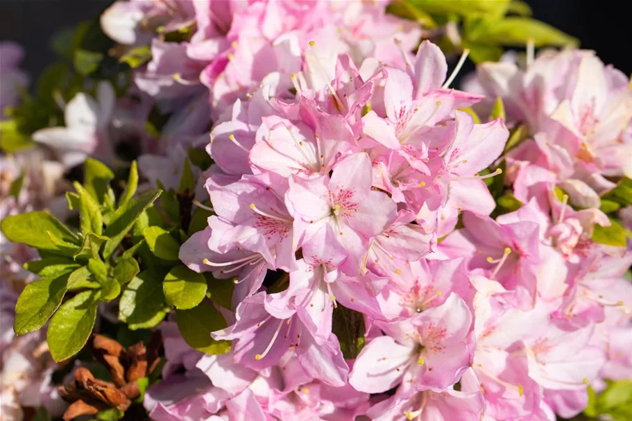 Rhododendron obtusum 'Negligé'® (S) Topfgröße 2,3 Liter