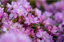 Rhododendron obtusum 'Negligé'® (S) Topfgröße 2,3 Liter