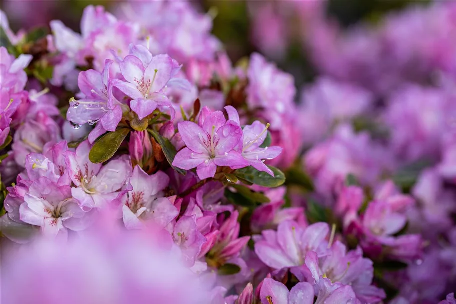 Rhododendron obtusum 'Negligé'® (S) Topfgröße 2,3 Liter