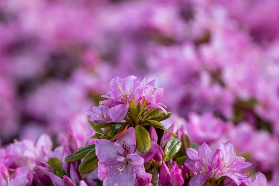 Rhododendron obtusum 'Negligé'® (S) Topfgröße 2,3 Liter