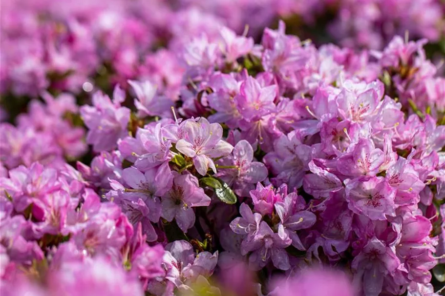 Rhododendron obtusum 'Negligé'® (S) Topfgröße 2,3 Liter