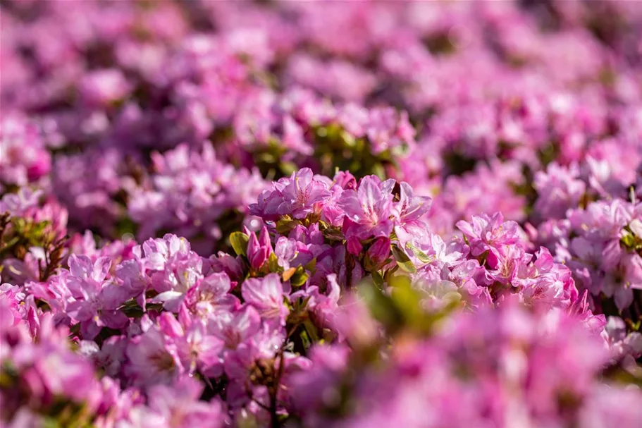 Rhododendron obtusum 'Negligé'® (S) Topfgröße 2,3 Liter