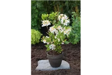 Rhododendron luteum 'Möwe' I Container, Höhe 80-100cm