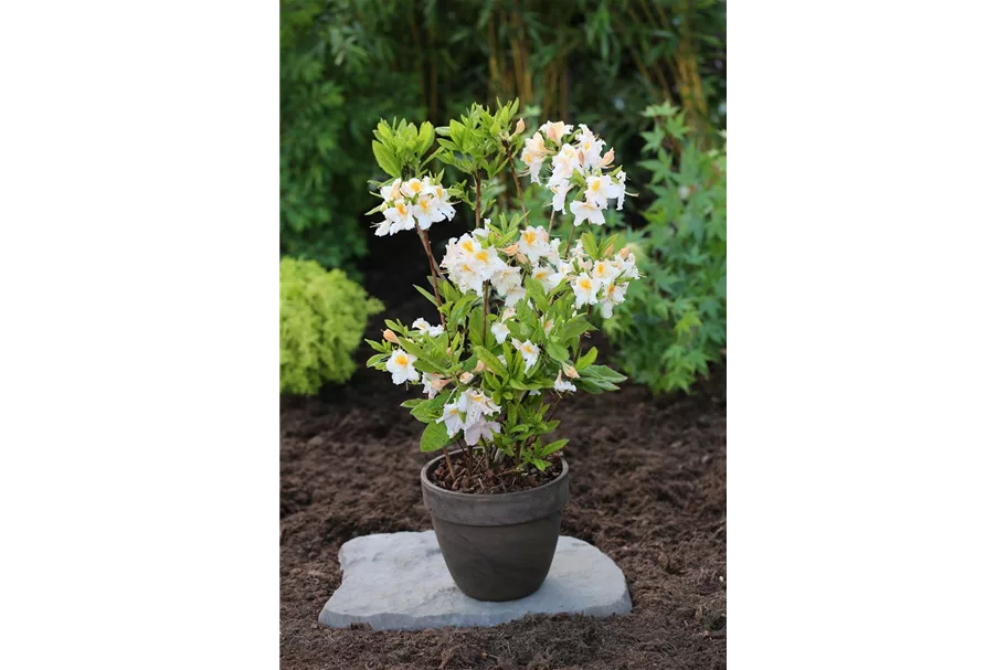 Rhododendron luteum 'Möwe' I Container, Höhe 80-100cm