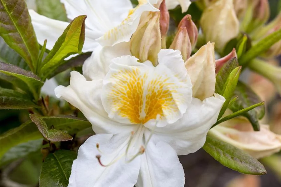 Rhododendron luteum 'Möwe' I Container, Höhe 80-100cm