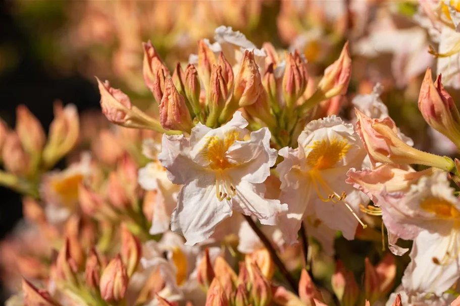 Rhododendron luteum 'Möwe' I Container, Höhe 80-100cm