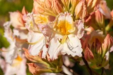 Rhododendron luteum 'Möwe' I Container, Höhe 80-100cm