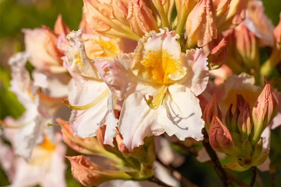 Rhododendron luteum 'Möwe' I Container, Höhe 80-100cm