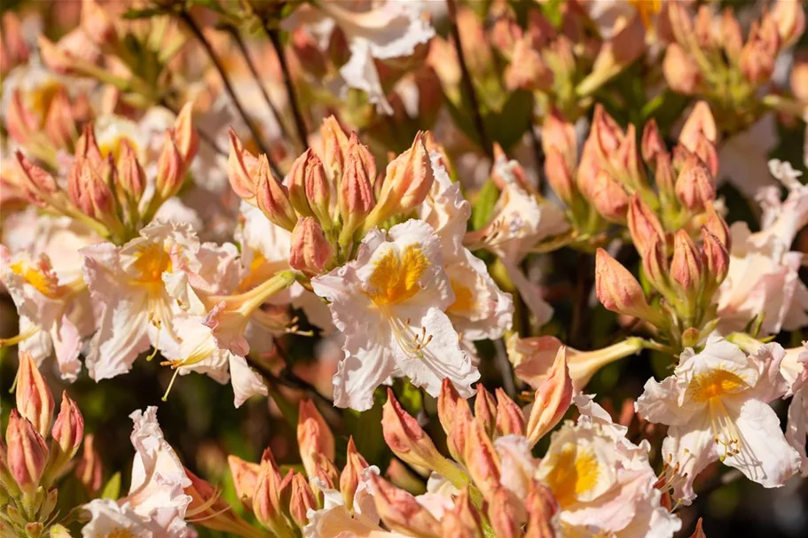 Rhododendron luteum 'Möwe' I Container, Höhe 80-100cm