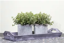 Oregano 9 x 9 cm Topf 0,5 Liter