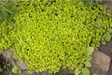 Oregano 9 x 9 cm Topf 0,5 Liter