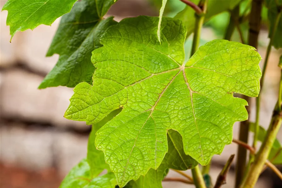 Vitis vinifera 'Vanessa' Topfgröße 3 Liter , Höhe 80-100cm