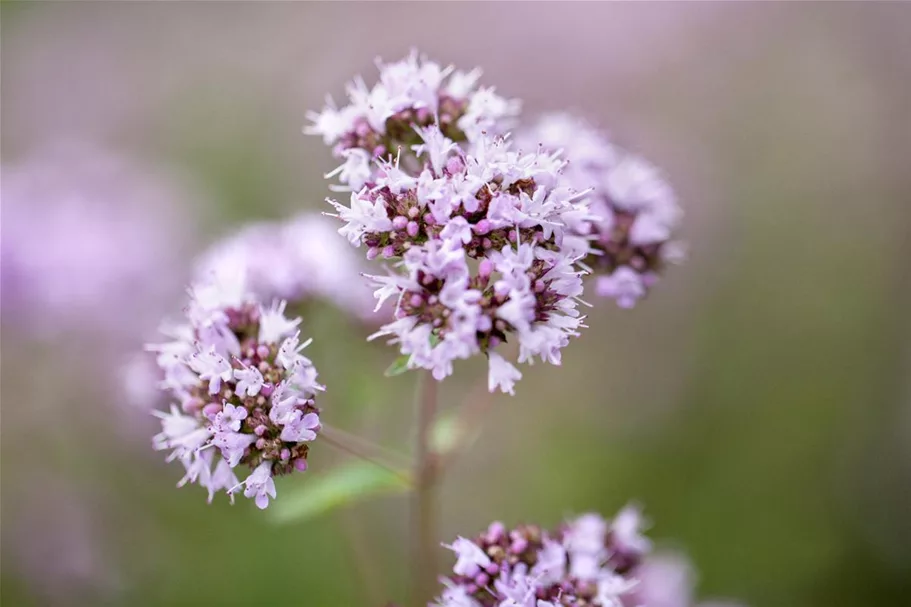 Oregano 9 x 9 cm Topf 0,5 Liter