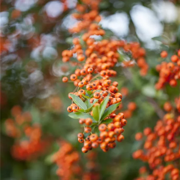 Pyracantha 'Teton'