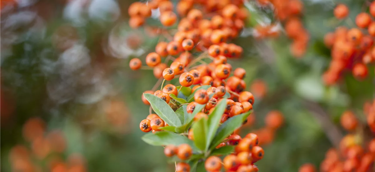 Pyracantha 'Saphyr Orange'® Topfgröße 10 Liter, gestäbt, Höhe 100-125cm