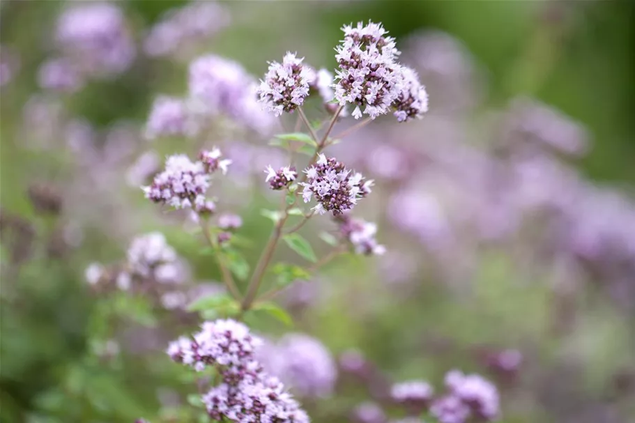 Oregano 9 x 9 cm Topf 0,5 Liter