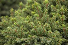 Picea glauca 'Echiniformis' Topfgröße 5 Liter, Höhe 20-25cm