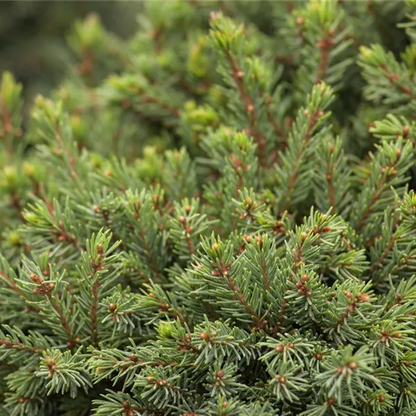 Picea glauca 'Echiniformis'