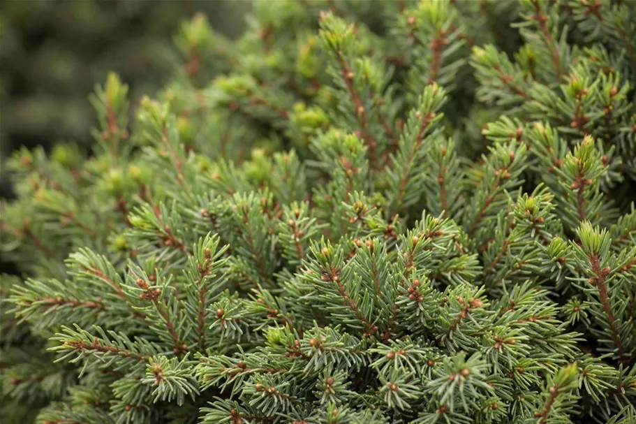 Picea glauca 'Echiniformis' Topfgröße 5 Liter, Höhe 20-25cm