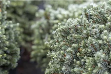 Picea glauca 'Echiniformis' Topfgröße 5 Liter, Höhe 20-25cm