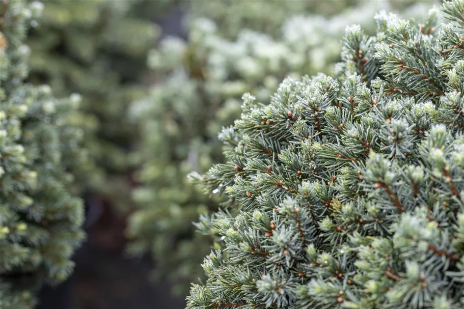 Picea glauca 'Echiniformis' Topfgröße 5 Liter, Höhe 20-25cm