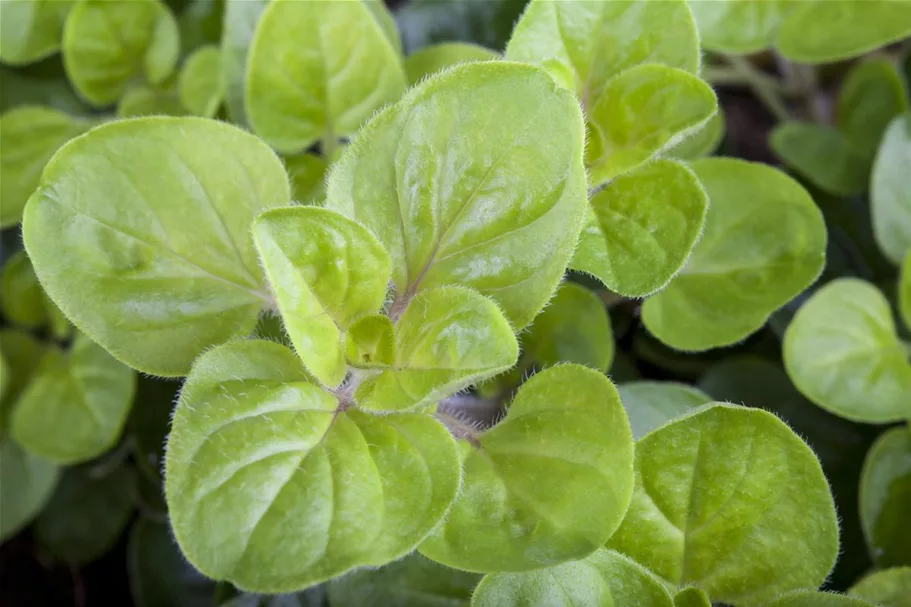 Oregano 9 x 9 cm Topf 0,5 Liter