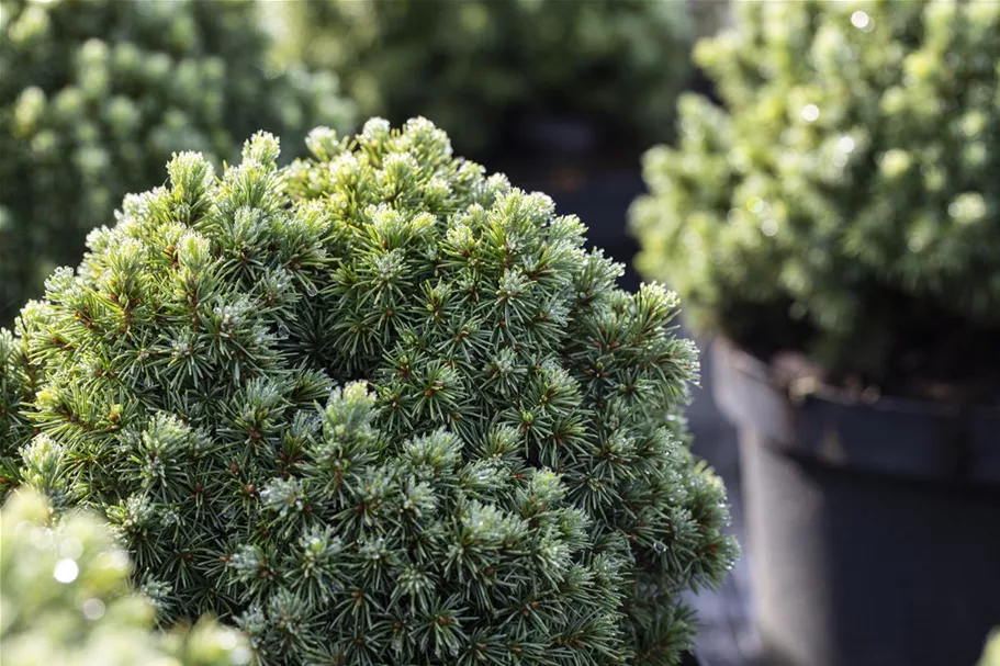 Picea glauca 'Echiniformis' Topfgröße 5 Liter, Höhe 20-25cm