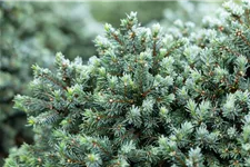 Picea glauca 'Echiniformis' Topfgröße 5 Liter, Höhe 20-25cm