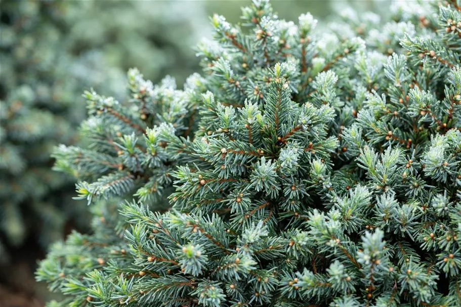 Picea glauca 'Echiniformis' Topfgröße 5 Liter, Höhe 20-25cm