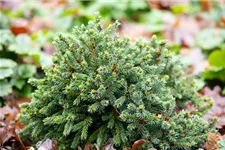 Picea glauca 'Echiniformis' Topfgröße 5 Liter, Höhe 20-25cm