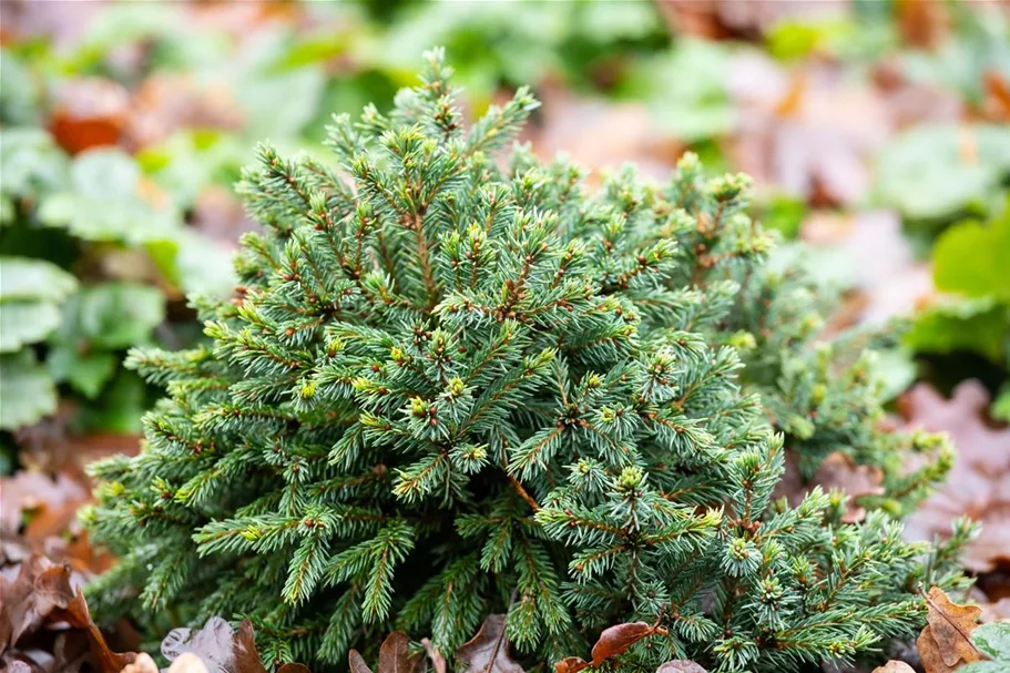 Picea glauca 'Echiniformis' Topfgröße 5 Liter, Höhe 20-25cm