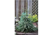 Picea abies 'Loreley'