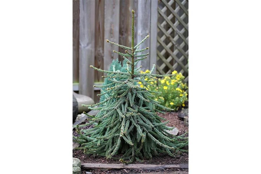 Picea abies 'Loreley'