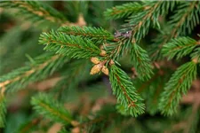 Picea abies 'Loreley'