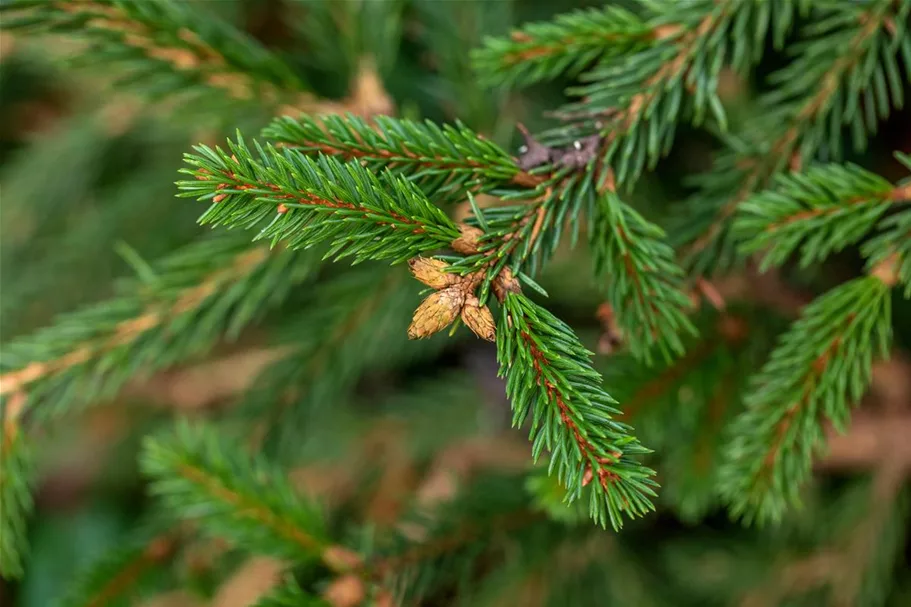 Picea abies 'Loreley'