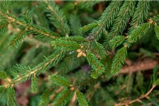 Picea abies 'Loreley'