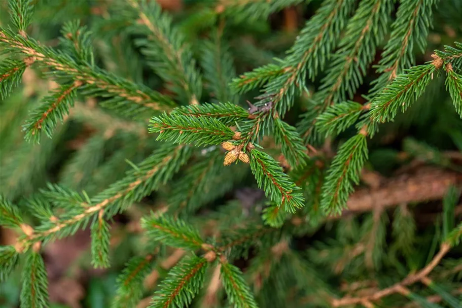 Picea abies 'Loreley'