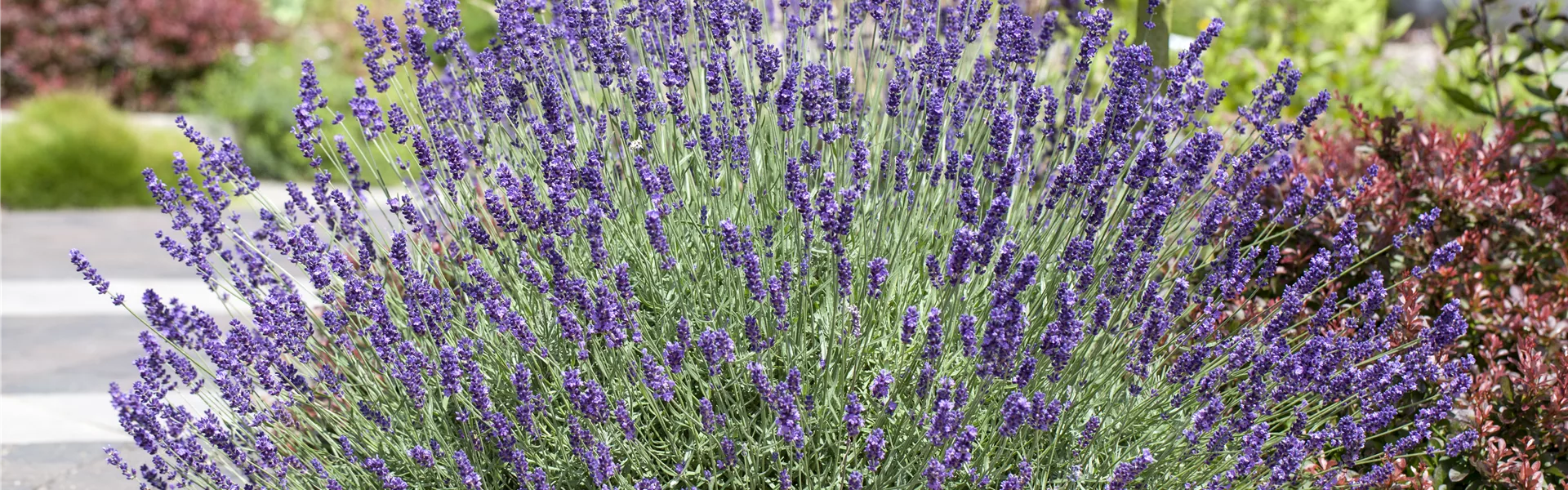 Lavendel schneiden